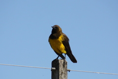 Pseudoleistes virescens