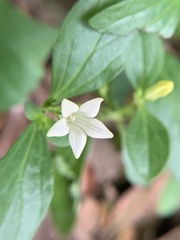 Spigelia texana