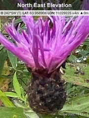 Centaurea phrygia phrygia