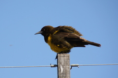 Pseudoleistes virescens