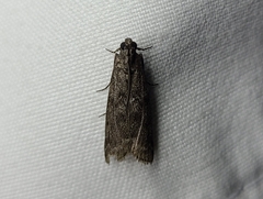 Oreana unicolorella