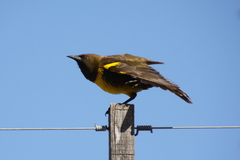 Pseudoleistes virescens