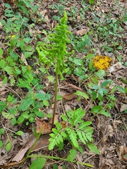 Sceptridium biternatum