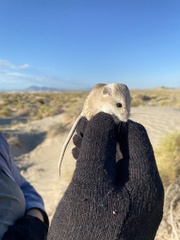 Microdipodops megacephalus