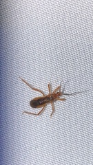 Oncerotrachelus