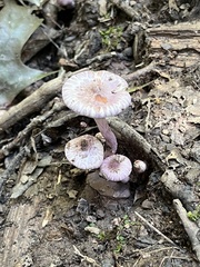 Inocybe lilacina