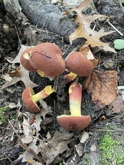 Hortiboletus rubellus