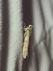 Oreana unicolorella