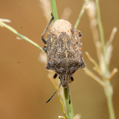 Prionosoma podopioides