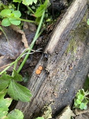 Scutellinia