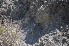 Dipsosaurus dorsalis