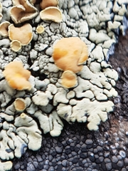 Rhizoplaca subdiscrepans