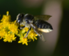 Megachile