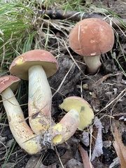Hortiboletus rubellus