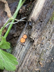 Scutellinia