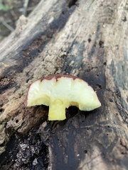 Hortiboletus rubellus