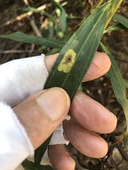 Calycomyza platyptera