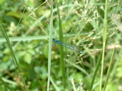 Enallagma durum