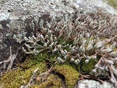 Selaginella rupestris