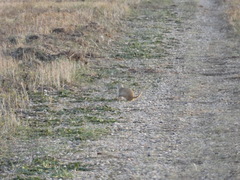 Urocitellus richardsonii