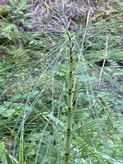Equisetum