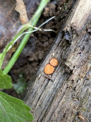 Scutellinia