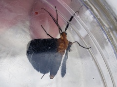 Melanchroia chephise