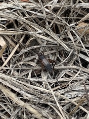 Allonemobius fasciatus