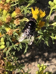 Copestylum violaceum