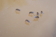 Brachycera