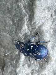 Chrysolinina