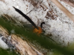 Melanchroia chephise