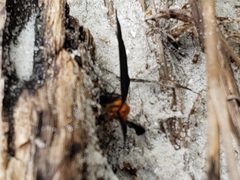 Melanchroia chephise