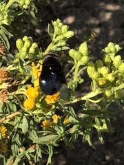 Copestylum violaceum