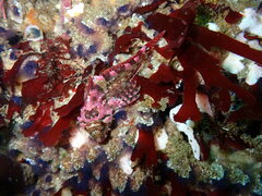 Oligocottus rubellio