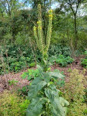 Verbascum densiflorum