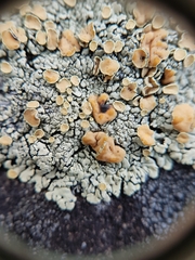 Rhizoplaca subdiscrepans