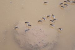 Brachycera