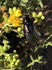 Copestylum violaceum