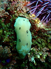 Diaulula sandiegensis