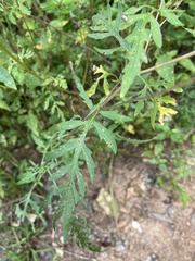 Ambrosia artemisiifolia
