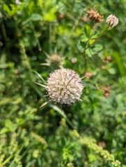 Dipsacus