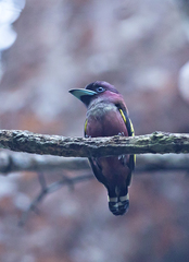 Eurylaimus javanicus