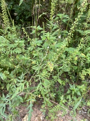 Ambrosia artemisiifolia