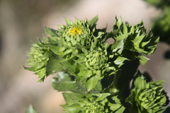 Grindelia buphthalmoides