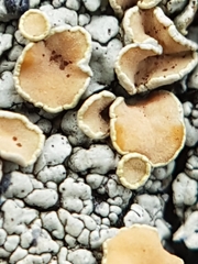 Rhizoplaca subdiscrepans