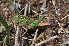 Oedaleus decorus