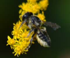 Megachile