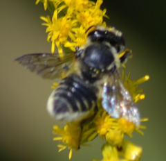 Megachile