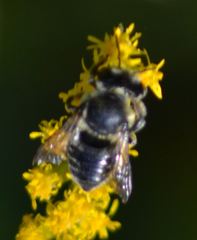 Megachile